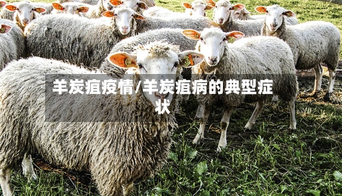 羊炭疽疫情/羊炭疽病的典型症状