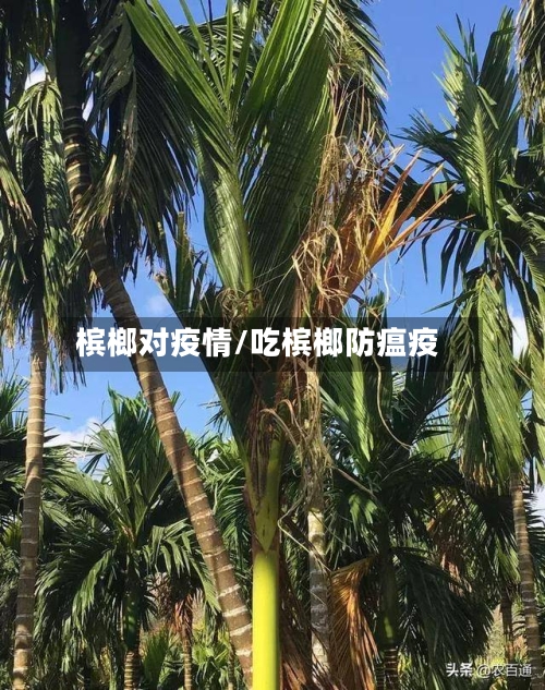 槟榔对疫情/吃槟榔防瘟疫-第2张图片