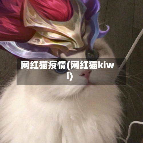 网红猫疫情(网红猫kiwi)-第3张图片