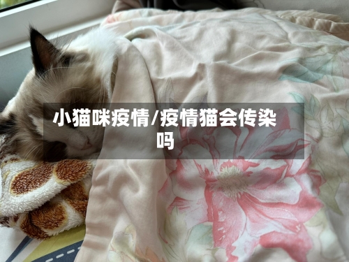 小猫咪疫情/疫情猫会传染吗