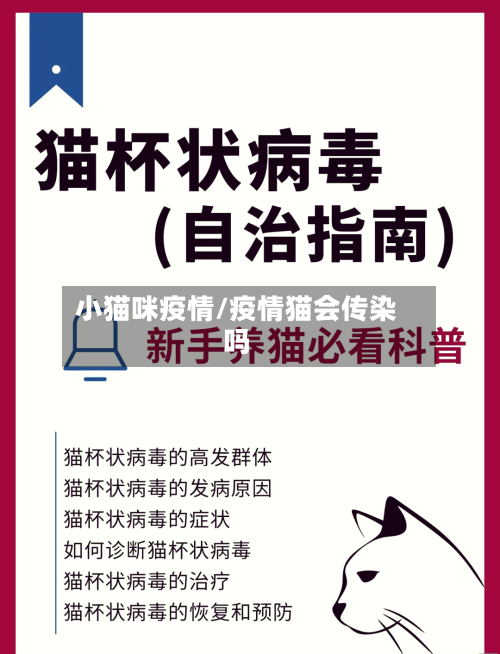 小猫咪疫情/疫情猫会传染吗-第2张图片
