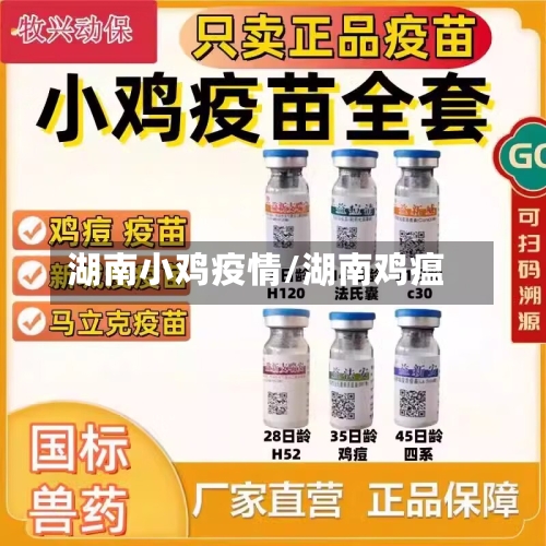 湖南小鸡疫情/湖南鸡瘟