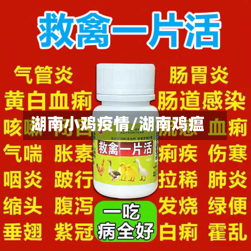 湖南小鸡疫情/湖南鸡瘟-第2张图片