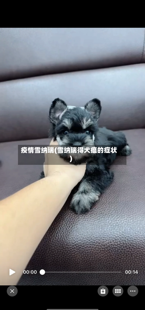 疫情雪纳瑞(雪纳瑞得犬瘟的症状)
