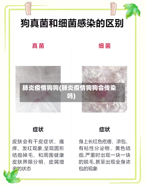 肺炎疫情狗狗(肺炎疫情狗狗会传染吗)-第3张图片