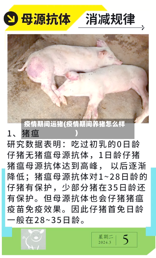疫情期间运猪(疫情期间养猪怎么样)