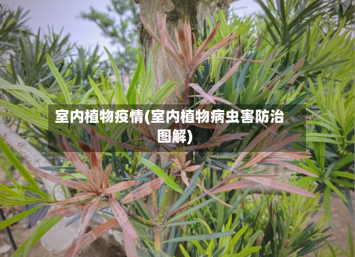 室内植物疫情(室内植物病虫害防治图解)-第3张图片
