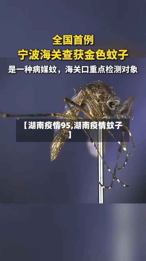 【湖南疫情95,湖南疫情蚊子】-第3张图片