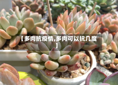 【多肉抗疫情,多肉可以抗几度】