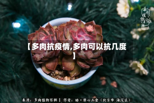 【多肉抗疫情,多肉可以抗几度】-第3张图片