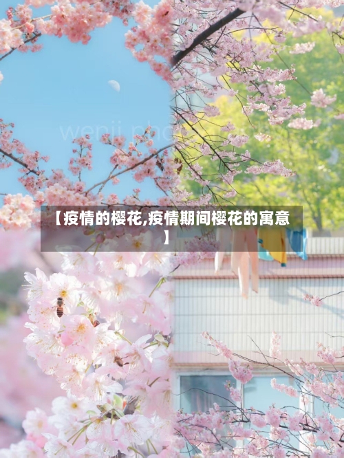 【疫情的樱花,疫情期间樱花的寓意】