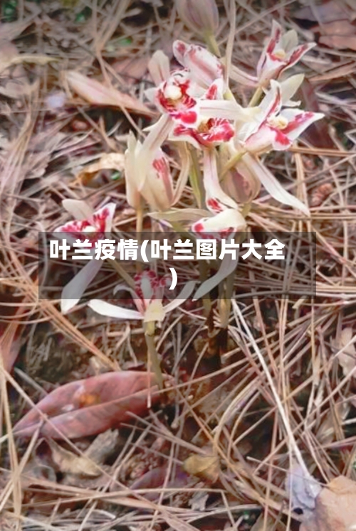 叶兰疫情(叶兰图片大全)