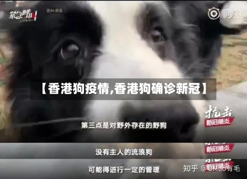 【香港狗疫情,香港狗确诊新冠】-第2张图片