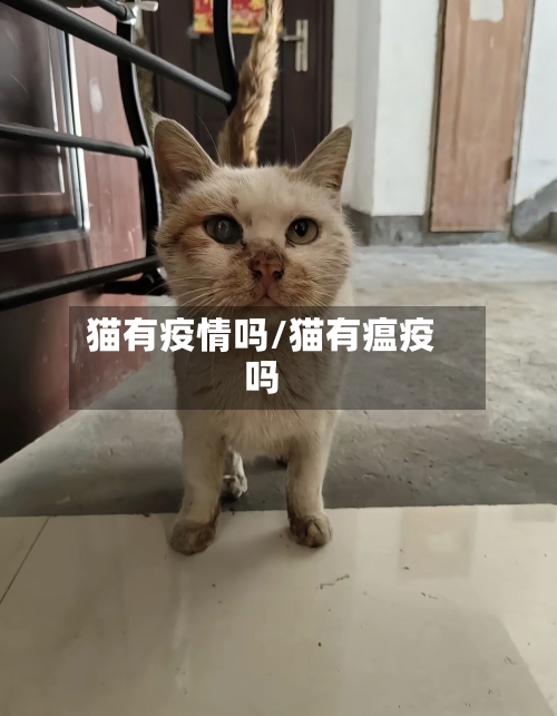 猫有疫情吗/猫有瘟疫吗