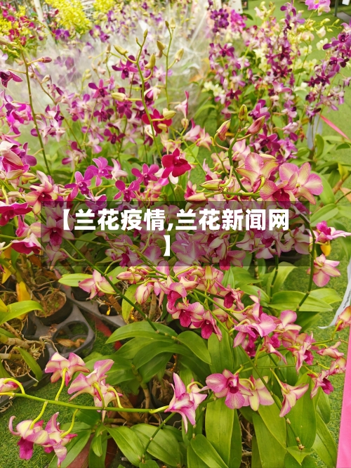 【兰花疫情,兰花新闻网】