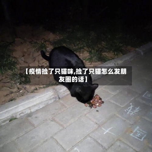 【疫情捡了只猫咪,捡了只猫怎么发朋友圈的话】-第2张图片