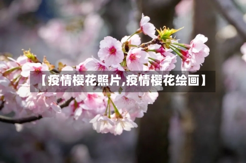 【疫情樱花照片,疫情樱花绘画】