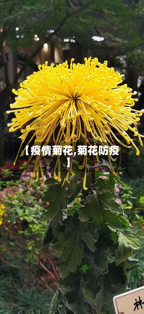 【疫情菊花,菊花防疫】