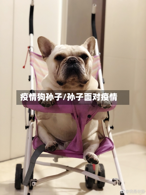 疫情狗孙子/孙子面对疫情-第2张图片