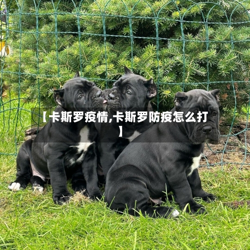 【卡斯罗疫情,卡斯罗防疫怎么打】