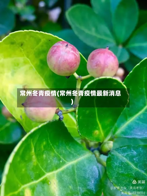 常州冬青疫情(常州冬青疫情最新消息)-第3张图片