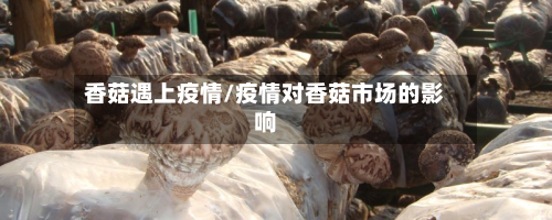 香菇遇上疫情/疫情对香菇市场的影响-第3张图片