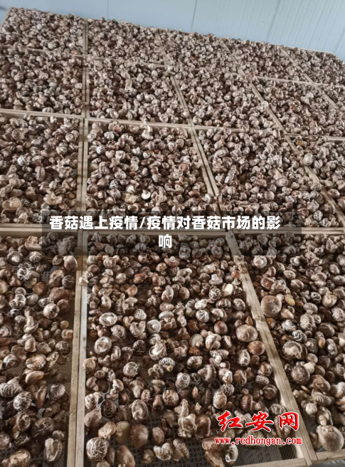 香菇遇上疫情/疫情对香菇市场的影响-第2张图片