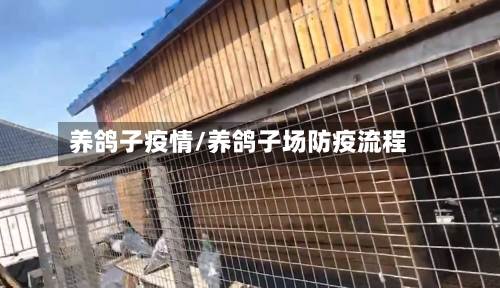 养鸽子疫情/养鸽子场防疫流程-第2张图片