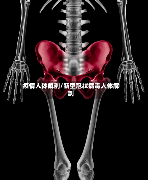 疫情人体解剖/新型冠状病毒人体解剖