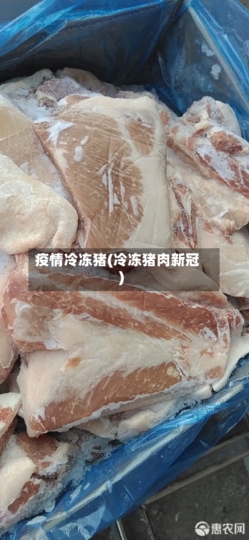 疫情冷冻猪(冷冻猪肉新冠)-第3张图片