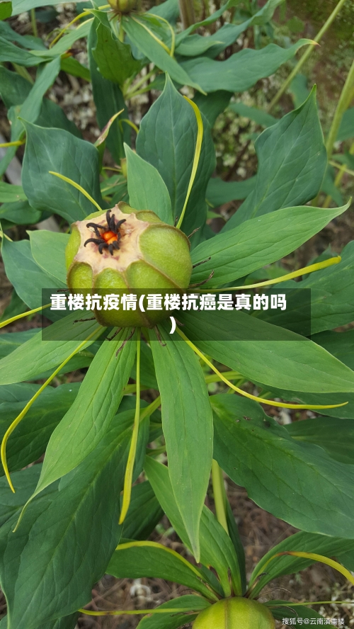 重楼抗疫情(重楼抗癌是真的吗)-第3张图片