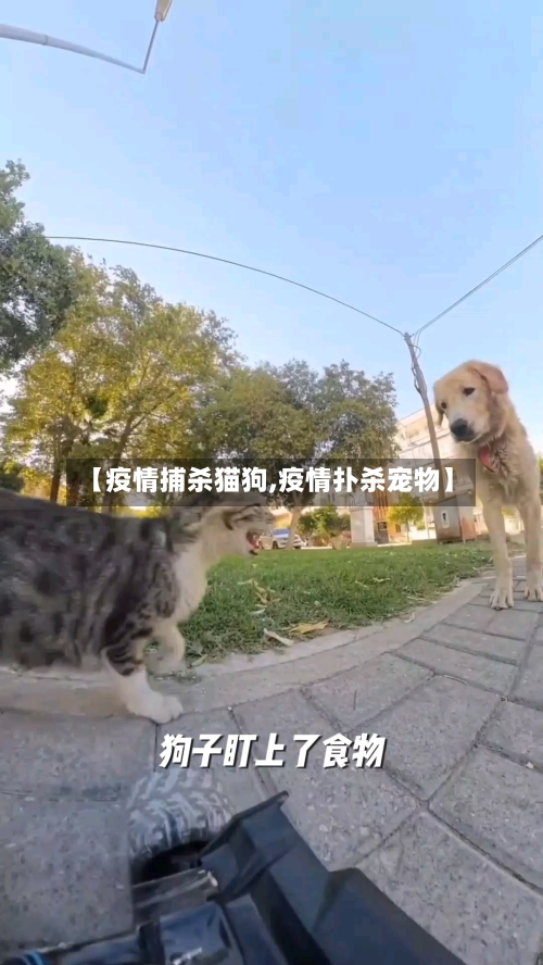 【疫情捕杀猫狗,疫情扑杀宠物】