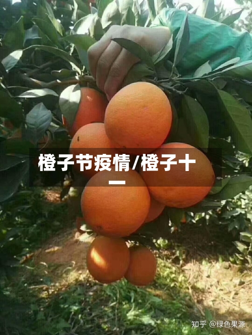 橙子节疫情/橙子十一-第3张图片