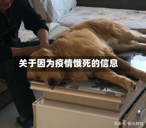 关于因为疫情饿死的信息