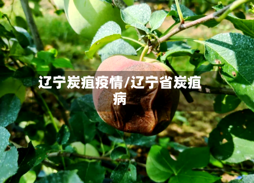 辽宁炭疽疫情/辽宁省炭疽病